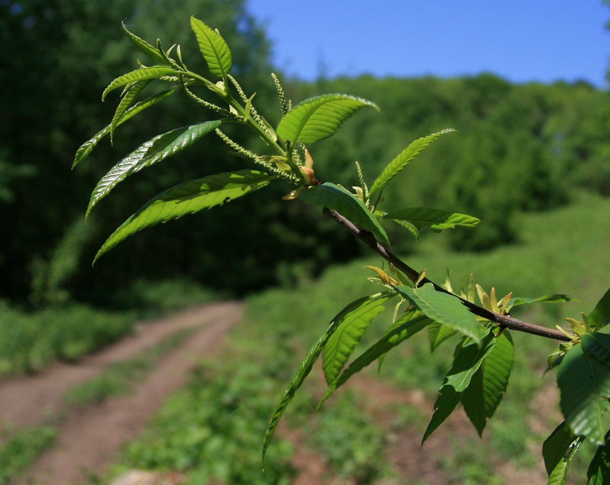 Изображение особи Castanea sativa.