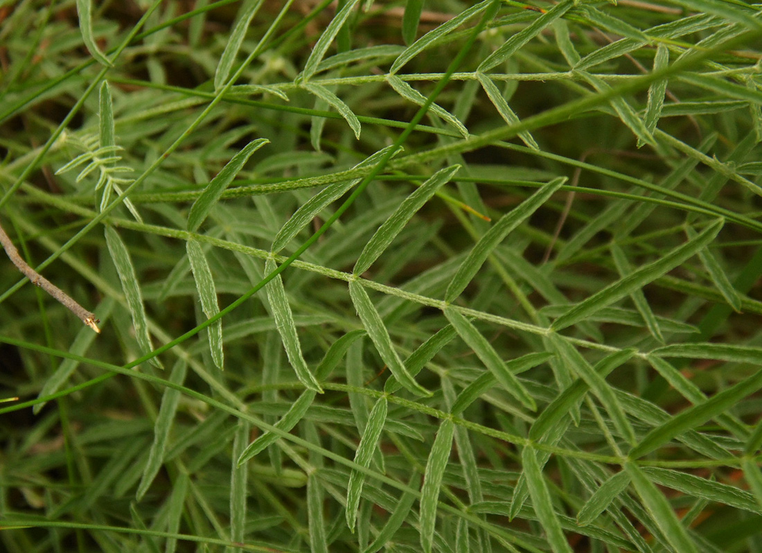 Image of Astragalus pallescens specimen.