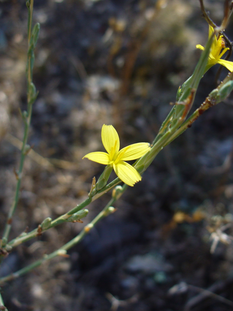 Image of Scariola viminea specimen.