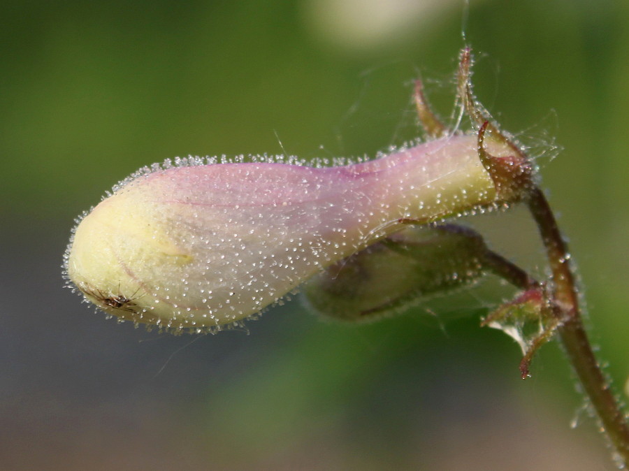 Image of Penstemon digitalis specimen.