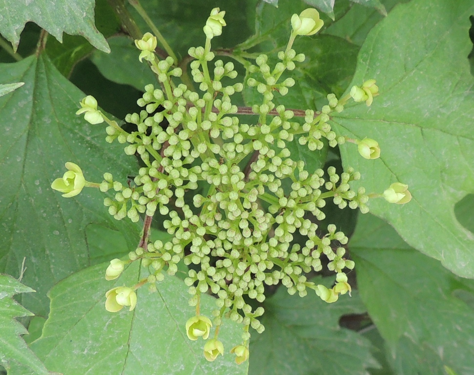 Image of Viburnum sargentii specimen.