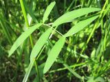 Lathyrus palustris