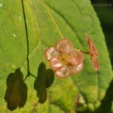 Euonymus pauciflorus. Цветки. Приморский край, Уссурийский гор. округ, окр. с. Монакино, широколиственный лес. 29.06.2014.