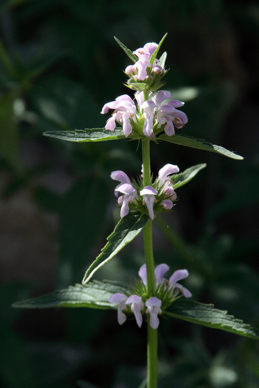 Изображение особи Stachyopsis oblongata.