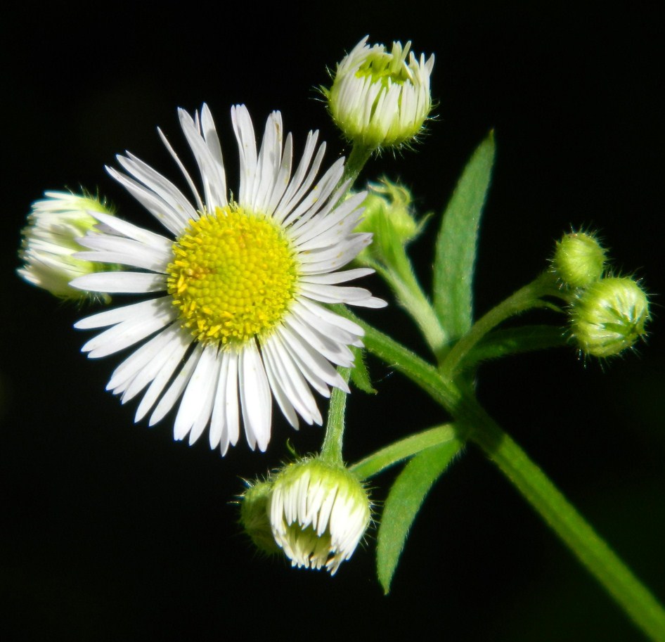 Изображение особи Erigeron annuus.