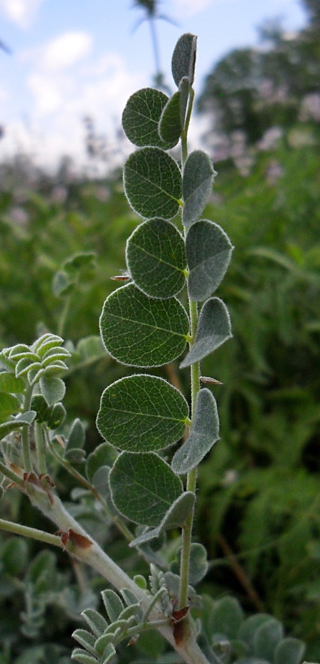 Image of Calophaca wolgarica specimen.