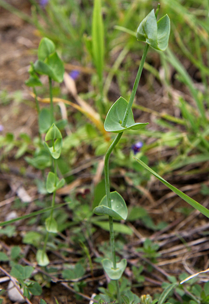 Image of Blackstonia perfoliata specimen.