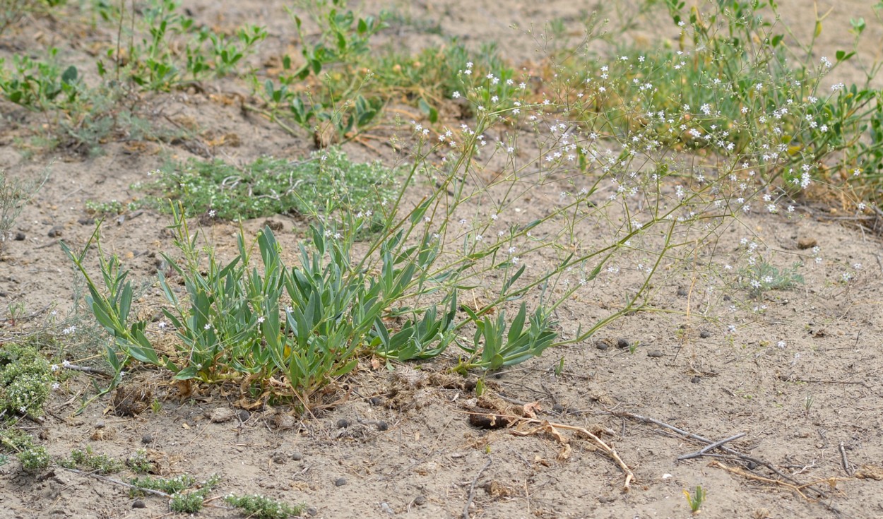 Изображение особи Gypsophila perfoliata.
