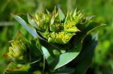 Bupleurum rotundifolium. Верхушка растения с соцветиями. Ростовская обл., Азовский р-н, окр. пос. Солнечный, склон балки. 14.06.2014.