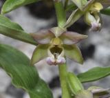 Epipactis helleborine ssp. degenii