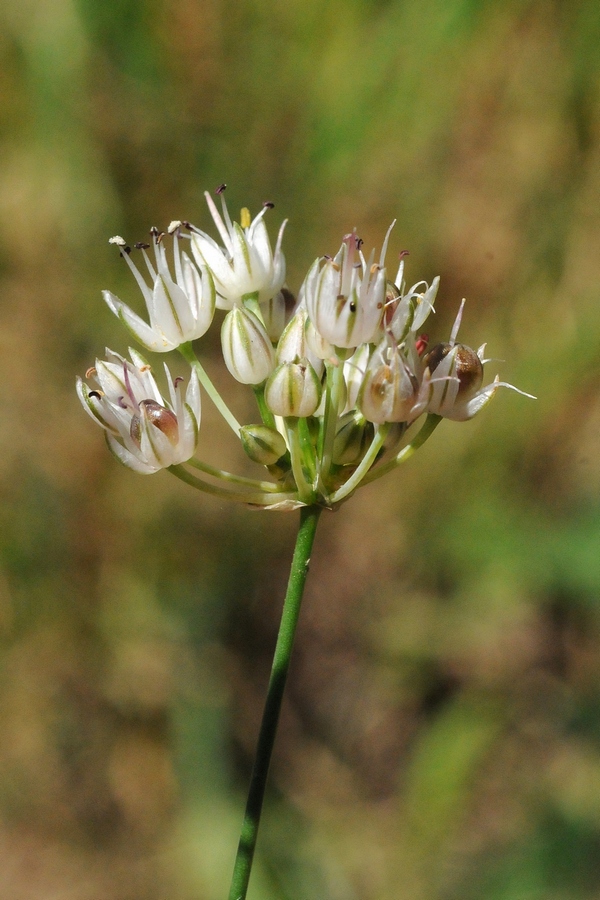 Image of Allium leptomorphum specimen.
