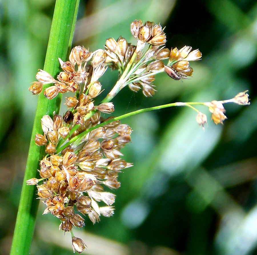 Изображение особи Juncus effusus.