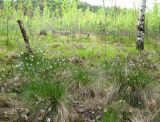 Eriophorum vaginatum. Плодоносящие растения на лесном болоте. Томская обл., окр. г. Томск. 29.05.2008.