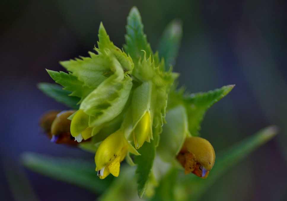 Изображение особи Rhinanthus songaricus.