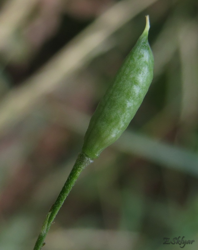 Image of Delphinium consolida specimen.