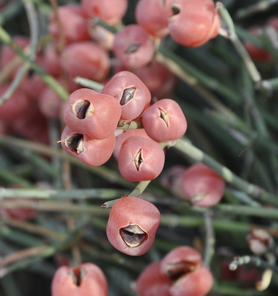 Изображение особи Ephedra foeminea.