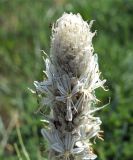 Asphodeline taurica