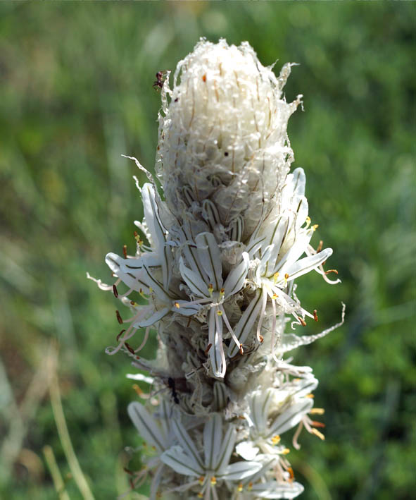Image of Asphodeline taurica specimen.