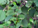 Alnus barbata. Ветвь с соплодиями. Карачаево-Черкесия, окр. г. Теберда, опушка смешанного леса. 28.07.2014.