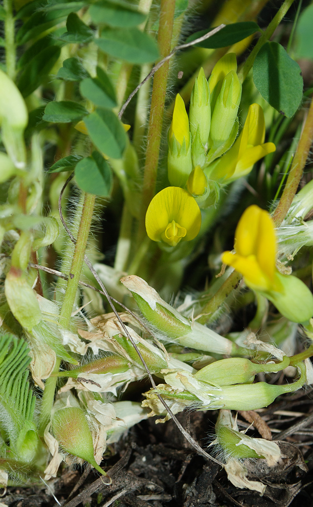 Изображение особи Astragalus schanginianus.