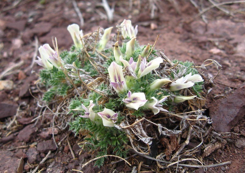 Image of Oxytropis includens specimen.