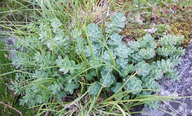 Изображение особи Rhodiola rosea.