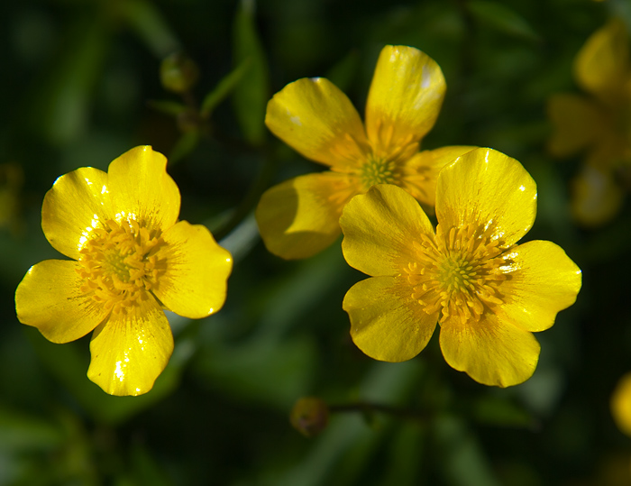 Image of Ranunculus acris specimen.