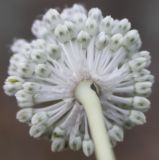 Allium guttatum