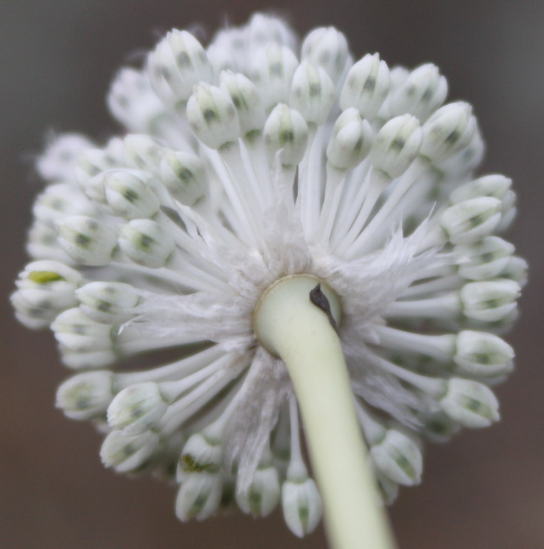 Image of Allium guttatum specimen.