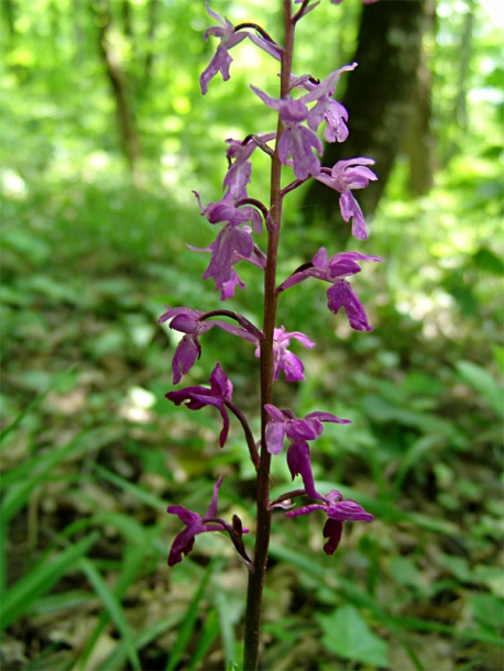 Image of Orchis mascula specimen.