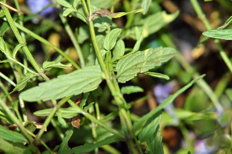 Image of Scutellaria scordiifolia specimen.