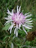 Centaurea jacea. Соцветие. Крым, Севастополь, Байдарская долина, окр. с. Орлиное. 22.08.2009.