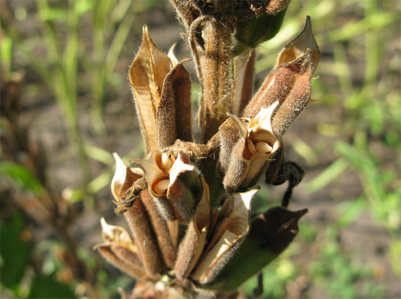 Image of Sesamum indicum specimen.