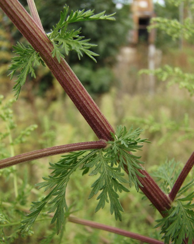 Изображение особи Artemisia annua.