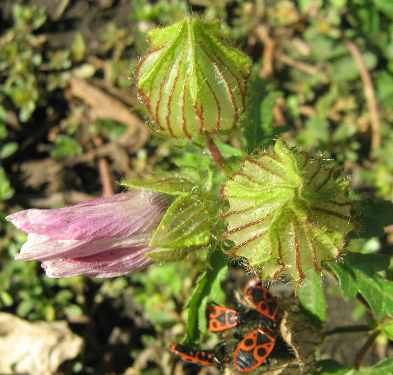 Image of Hibiscus trionum specimen.