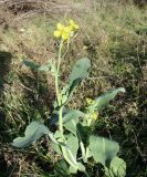 Brassica napus. Цветущее растение. Краснодарский край, Кущёвский р-н, станица Шкуринская, хоз. двор с/х предприятия. 11.11.2009.
