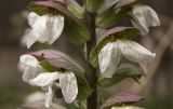 Acanthus mollis. Часть соцветия. Италия, Саленто, Адриатическое побережье, Санта Мария ди Леука, склон холма над яхтенной мариной, территория парка вокруг фонтана-каскада. 01.06.2014.