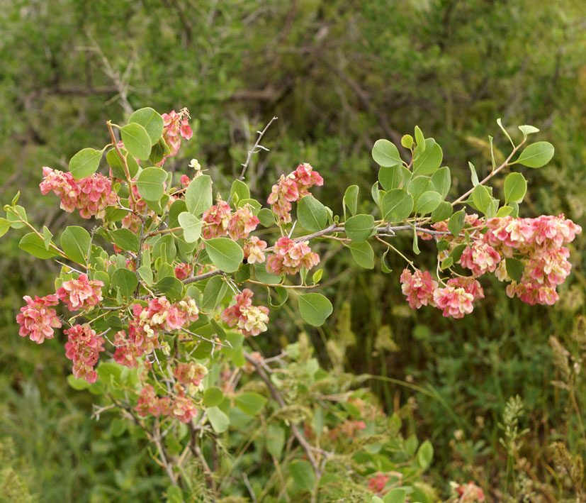 Изображение особи Atraphaxis pyrifolia.