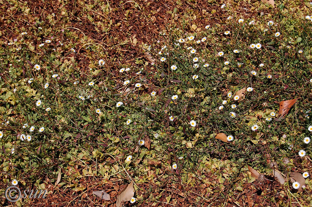 Изображение особи Erigeron karvinskianus.