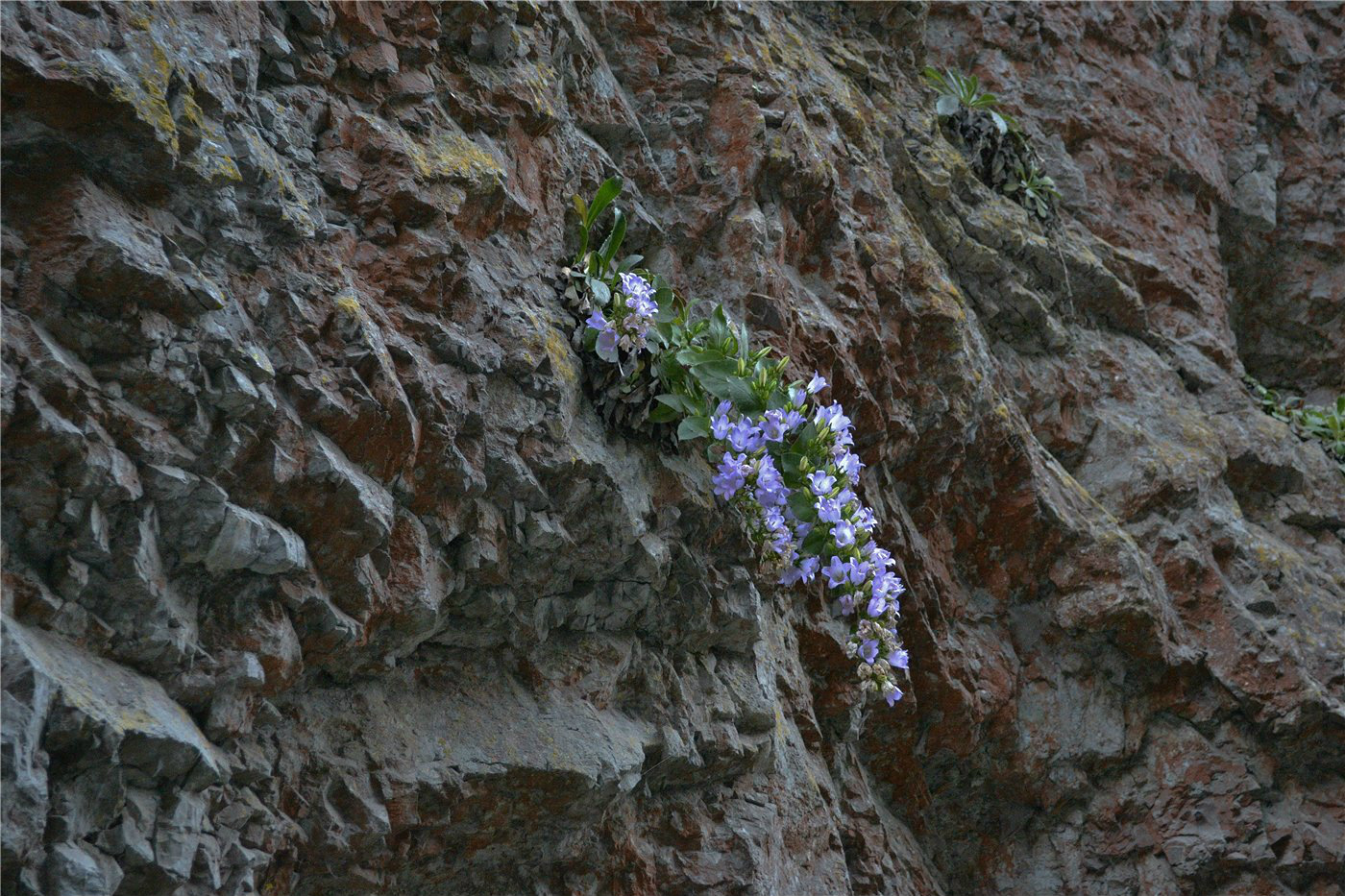 Изображение особи Campanula mirabilis.