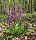 Orchis mascula. Цветущие растения. Краснодарский край, м/о г. Геленджик, хр. Коцехур, гора Шахан, дубово-буково-грабовый лес. 18.04.2015.