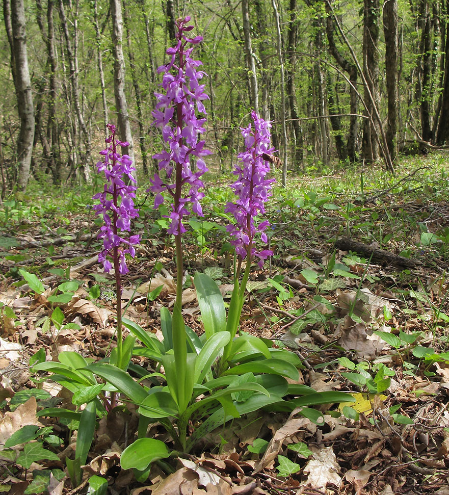 Изображение особи Orchis mascula.