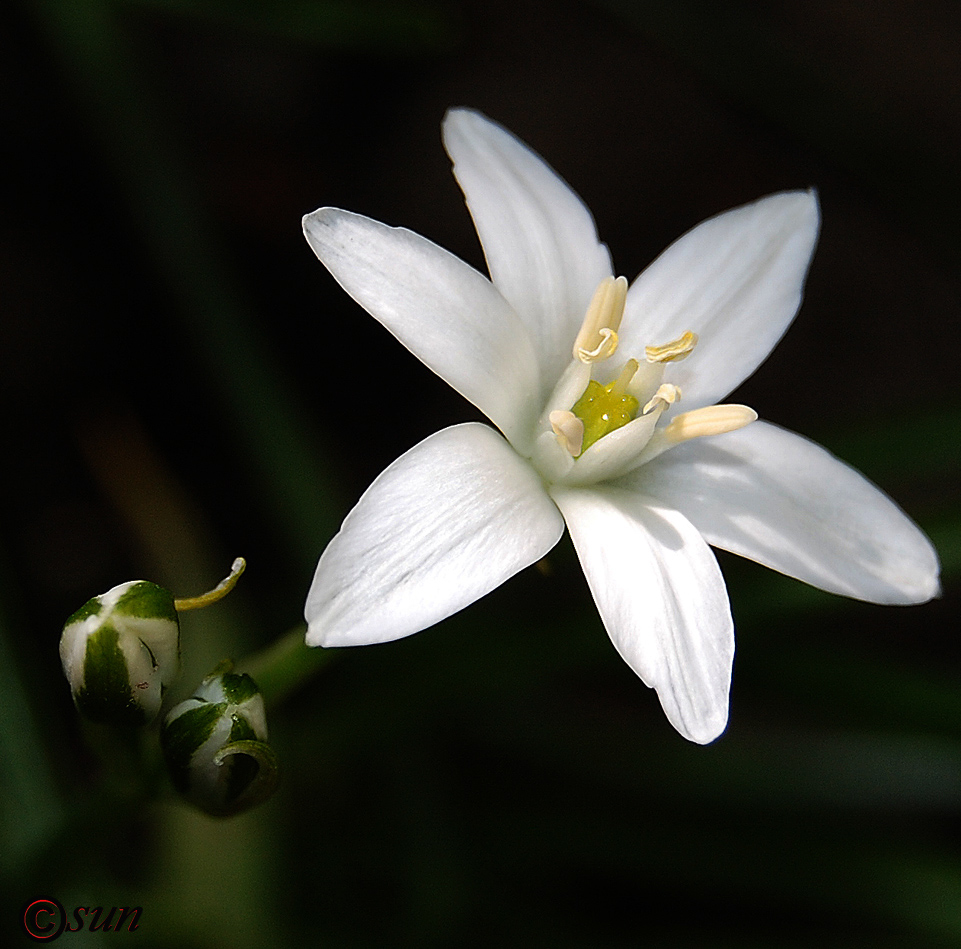 Image of Ornithogalum kochii specimen.