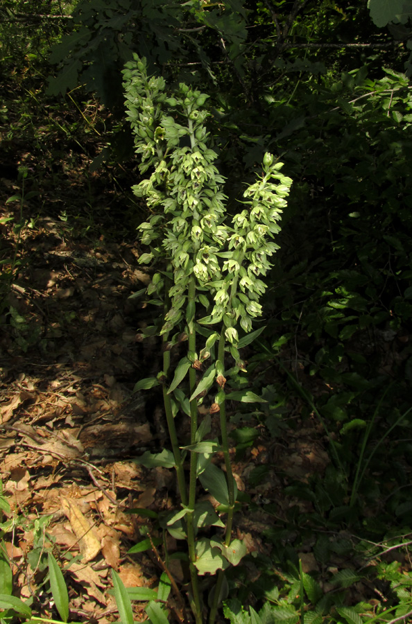 Image of Epipactis krymmontana specimen.