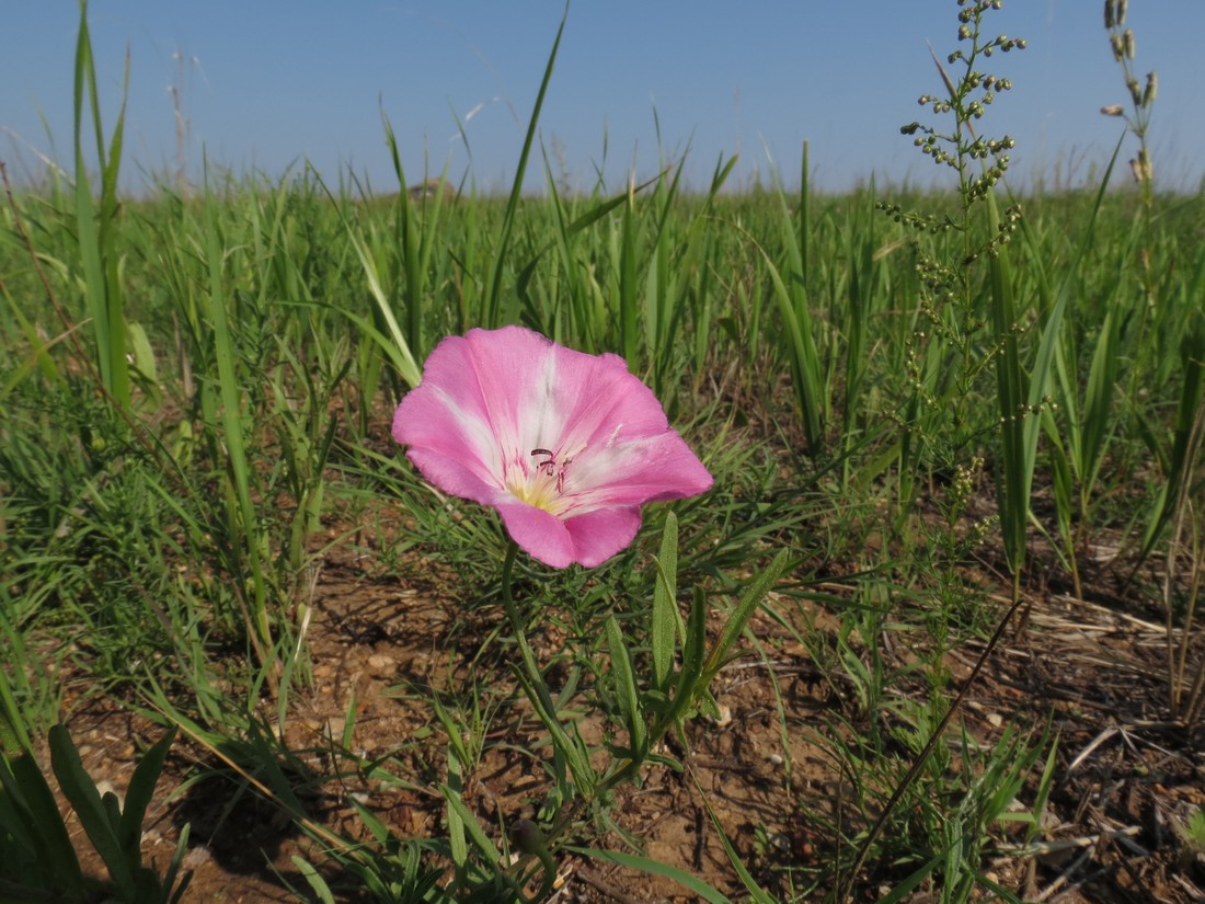 Изображение особи Convolvulus chinensis.