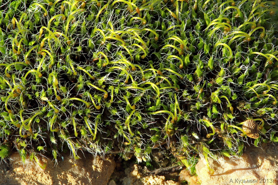 Image of Grimmia pulvinata specimen.