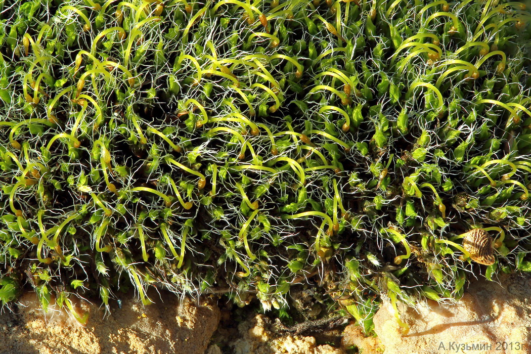 Изображение особи Grimmia pulvinata.