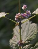 Cuscuta europaea