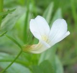 Gratiola officinalis. Цветок. Окр. Барнаула, лес в пойме Оби. 19.08.2009.