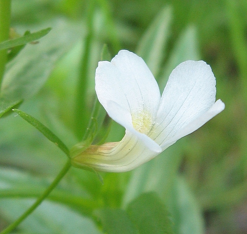 Изображение особи Gratiola officinalis.